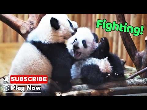 Two "Plush Toys" Are Having A Showdown | iPanda