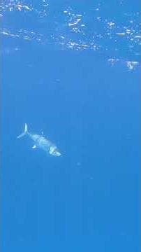 Giant Kingfish in the Citrus Invitational Fishing Tournament