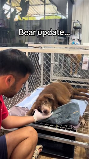 We wish we had a bigger update on Mr. Bear today, but unfortunately, there isn't much change. He is still very sick and fighting a tough battle. The most important thing right now is that he is finally safe with us, and our medical team is doing absolutely everything in our power to fix him.