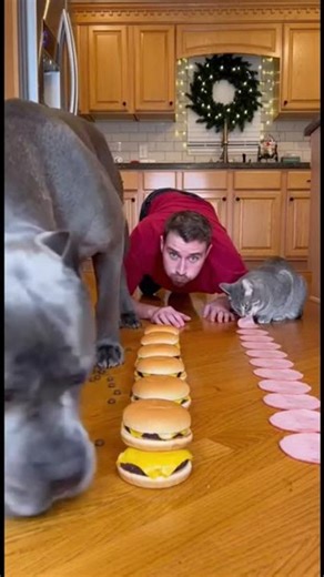 My Dog's Burger Eating Challenge Got Out of Hand 🤣 #dogs #food #challenge