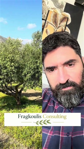 Καλλιέργεια ελιάς , Κορωνέικης ποικιλίας, με συμβουλευτική από την Fragkoulisconsulting.