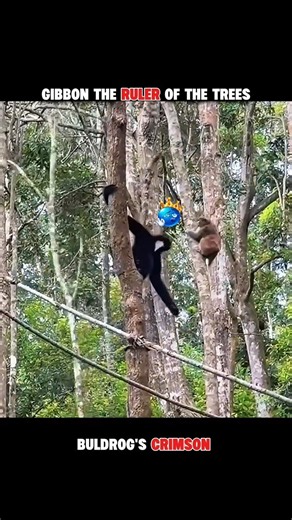 When Gibbon Becomes the King of the Trees!