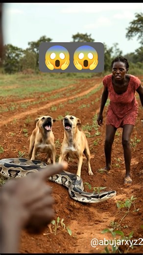 GIANT PYTHON FOUND IN OUR FARM 😱 Dogs Barking Non-Stop | Real Footage