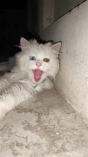 Most Aggressive Cat I've Ever Groomed! 🙀 “Funny Cat Videos 2026 😹 | Try Not To Laugh Challenge”