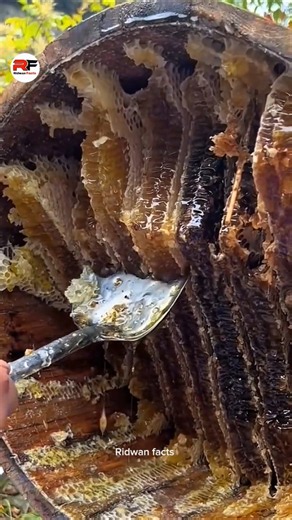 Unique way to farming Honey bee in China ! #honeybee​ #honey​ #china​ #shorts​
