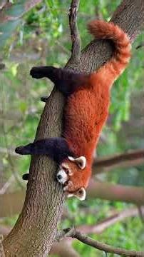 Red Panda #animalfacts #wildlife #animals #nature #redpanda #panda #redpandas #pandas #zoo #zoology