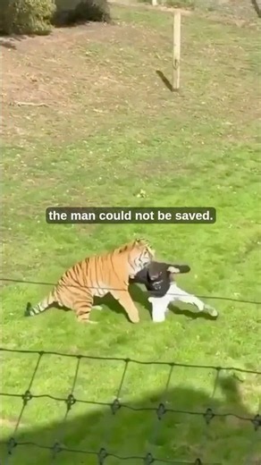 Tiger Spared After Fatal UK Wildlife Park Enclosure Attack 🐅🚨