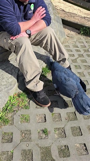 Crown Pigeon Displays Mating Ritual