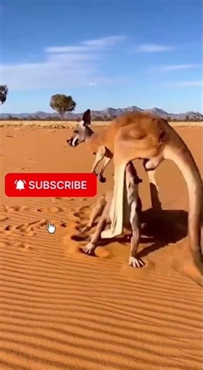 Pitbull dog attacks kangaroo in the desert