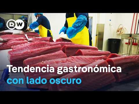 La fiebre del sushi - antojos y extinción de especies | DW Documental