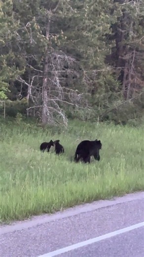 Curious Black Bear Cubs Stop and Stare at Passing Driver