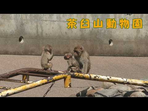 【茶臼山動物園】 ニホンザル（260913）