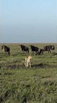 Cheetah walking through a herd of wildebeests