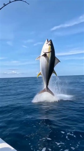 He Refused to Let Go: Epic Giant Tuna Fight #shorts #tuna #viral