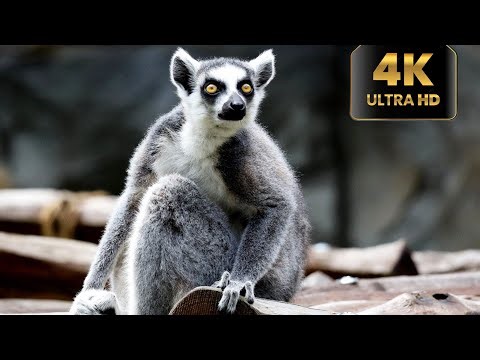 Amazing Nature & Wildlife 🏝️🦝 | Beautiful Animals in the Wild | Relaxing Nature Video