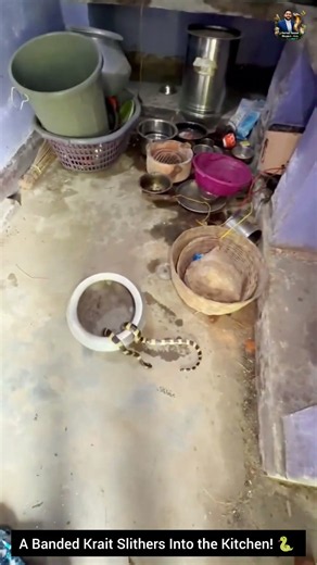 A Banded Krait Slithers Into the Kitchen! 🐍 #SnakeAwareness #BandedKrait #SnakeSafety