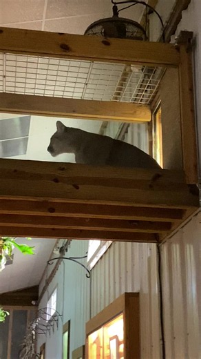 Cougars at Yorkshire Wildlife Park: What to See