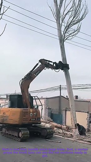 Logging Big Trees: Excavator Helps Stabilize Trunks During Cutting