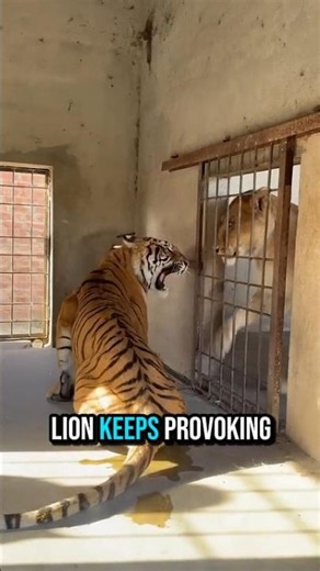 When a lion picks a fight with a tiger #animals #shortvideo