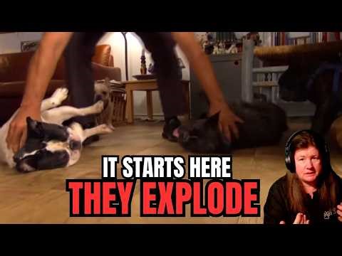 Cesar Millan Analysis: This Is Why They Keep Exploding