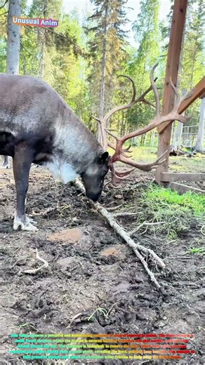 Watch a Reindeer Rub Its Antlers Against a Branch to Shed the Velvet! 🦌🌿↓