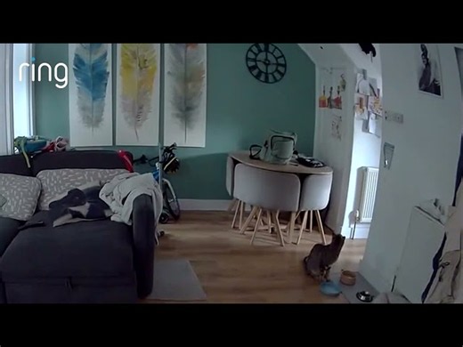 Cheeky Cat Caught Stealing Dog's Food on Ring Camera