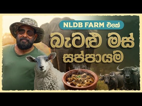 Cooking in Elephant Country 🐘| මුදවපු කිරි එක්ක බැටළු මස් 🐑 | NLDB Polonnaruwa🐃 | A Kamal Uncle Film