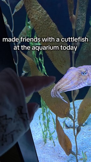 Making Friends with Cuttlefish at Ripley's Aquarium