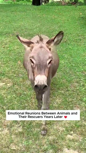 Years Later, Animals Return to Their Rescuers.