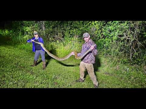 Catching a 12 Foot Burmese Python in the Florida Everglades