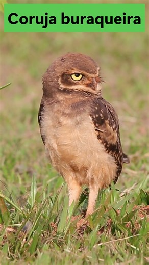 Coruja-buraqueira | Burrowing Owl in Brazil 🦉 #shorts #birdwatching