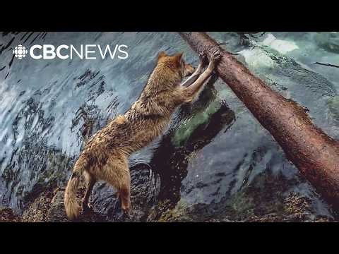 The wild diet of sea wolves