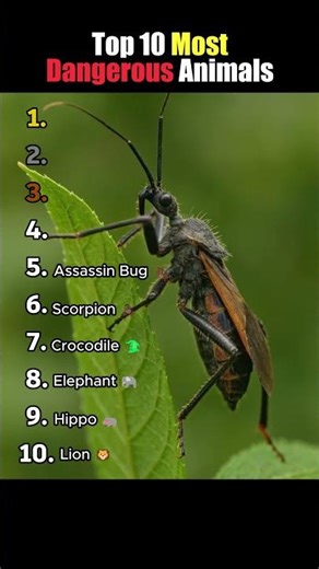 Top 10 Most Dangerous Animals 🐊💀 #animals #dangerousanimals #ranking #shorts #top10 #crazy #wow
