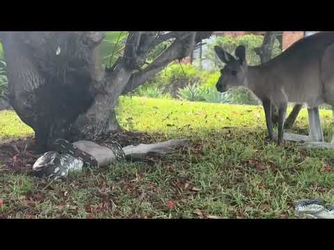 Python swallows baby kangaroo