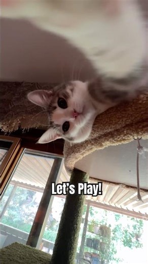 The Cats Want to Play😸| WujiKitty