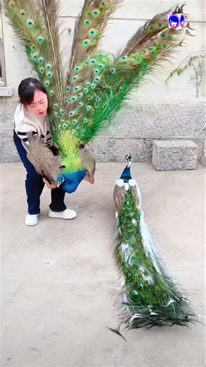 Extraordinary Beauty of Indian Peacock🦚 #peacock #shorts #indianpeafowl #vibrantbirds