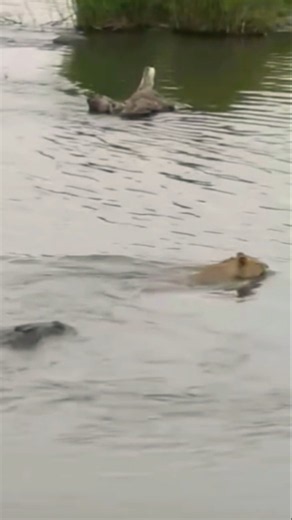 The crocodile attacked the lion in the middle of the river