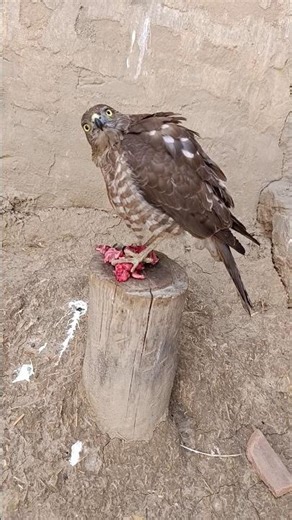 My hawk eating meat | Falcons | eagle | lovely birds #shorts #birds #animals #reels #diy