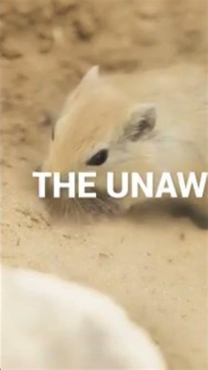 Python Wrapped In Seconds 😳