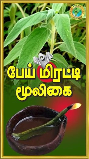 பேய் மிரட்டி இலையின் பயன்கள்...Green Needa | கிரீன் நீடா