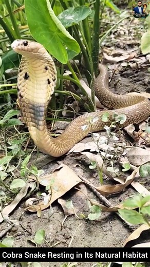 Cobra Snake Resting in Its Natural Habitat #snake #wildliferescue #cobra #wildlifeentertainment