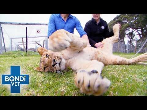 Best Of Bondi Vet Season 7 Marathon | Episodes 1 to 3