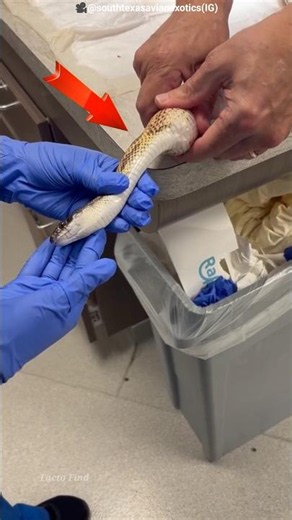 Rescuers Found Something INSIDE This Dead Snake… The Truth Was Shocking! 🐍😱 #shorts #facts