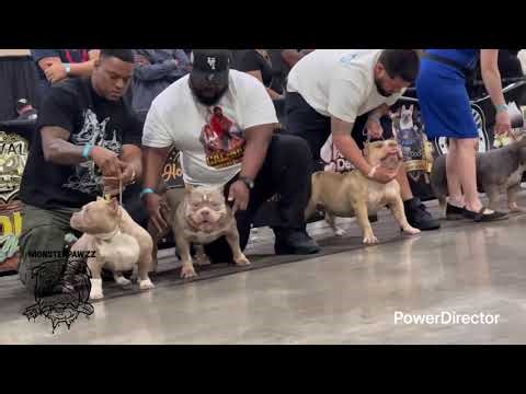 Baddest Female Bully - Stack off - ABKC Bully Show Down 6