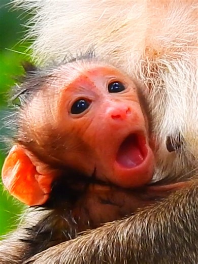 Wow amazing new baby monkey just born today! #beautiful #monkeydluffy #monkeycute #babymonkey #monkeyface #lovely #monkey #cute #animals #animalsbaby #poormonkey #monkeycry #funny #funnyvideo #cuteanimals | Monkey TV7