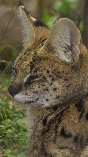 The Serval: Cute Face, Professional Hunter.