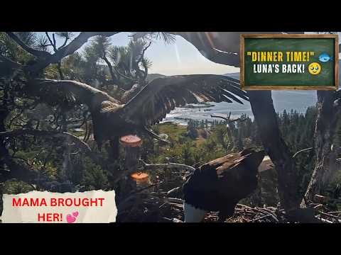 💕 Jackie Brings Luna Home for Dinner! | Big Bear Bald Eagles 2026