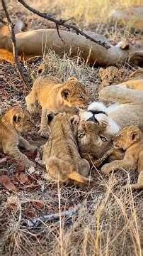 Hungry Lion Cubs Begging for Milk | Serengeti National Park, Tanzania