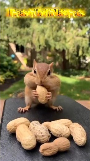 chipmunk nature #shorts #youtubeshorts #cuteanimals