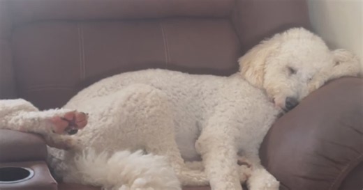KD Sunday Spotlight: Cross Your Paws Rescue